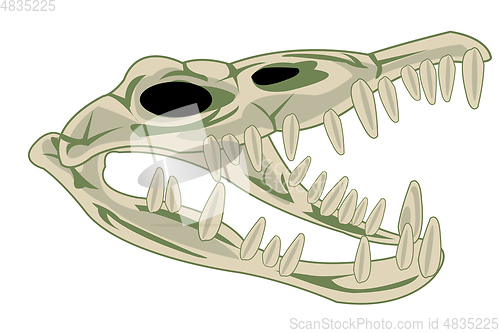 Image of Skull animal crocodile on white background is insulated