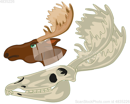 Image of Skull and head moose on white background is insulated