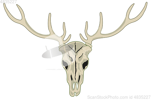 Image of Skull of the wildlife deer with horn