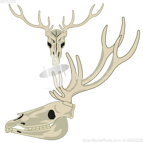 Image of Skull animal deer on white background is insulated
