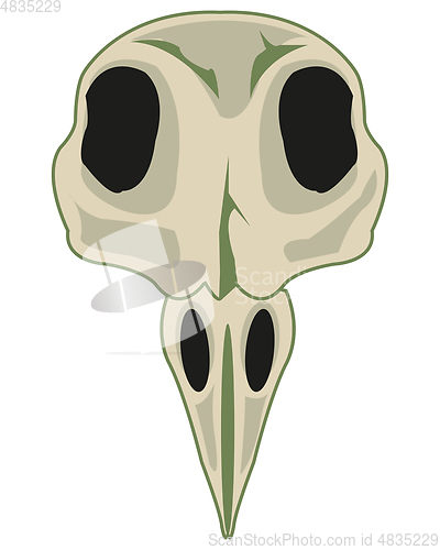 Image of Skull of the bird with beak type frontal