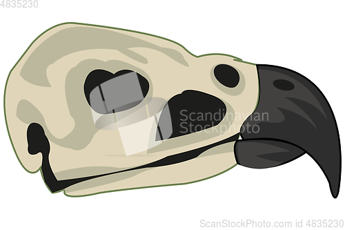 Image of Skull of the bird on white background is insulated