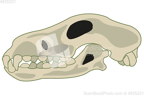 Image of Skull pets dog on white background is insulated