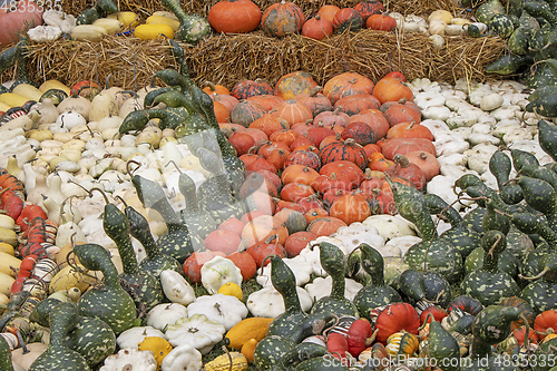 Image of A bunch assorted gourds, zucchini, pumpkin and winter squash