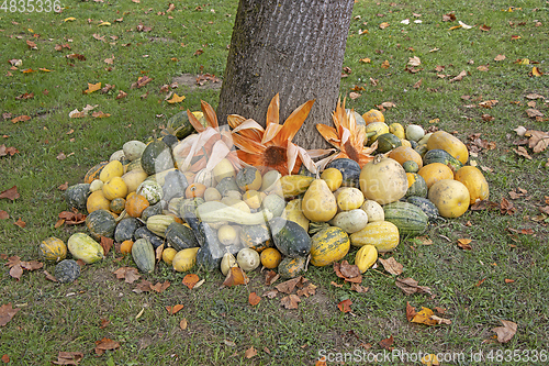 Image of A bunch assorted gourds, zucchini, pumpkin and winter squash