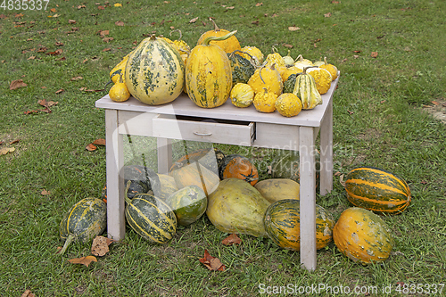 Image of A bunch assorted gourds, zucchini, pumpkin and winter squash