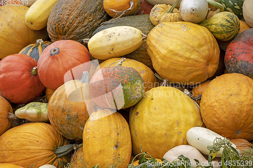 Image of A bunch assorted gourds, zucchini, pumpkin and winter squash