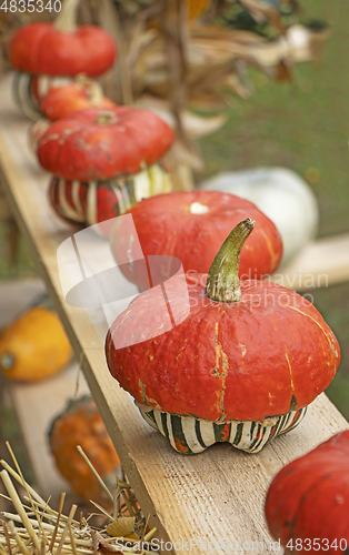 Image of A bunch assorted gourds, zucchini, pumpkin and winter squash