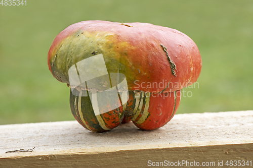 Image of Small cute decorative pumpkin up close