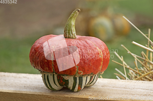 Image of Small cute decorative pumpkin up close