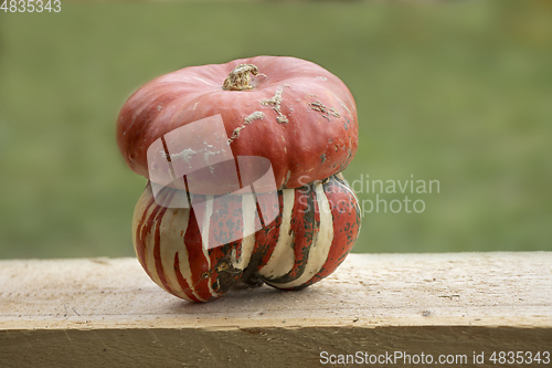 Image of Small cute decorative pumpkin up close