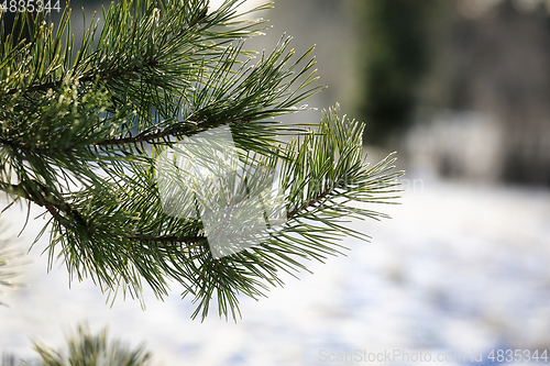 Image of Pine Needles in Winter