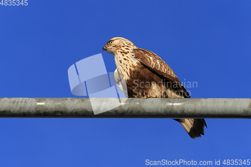 Image of Buteo lagopus, Rough-legged Buzzard