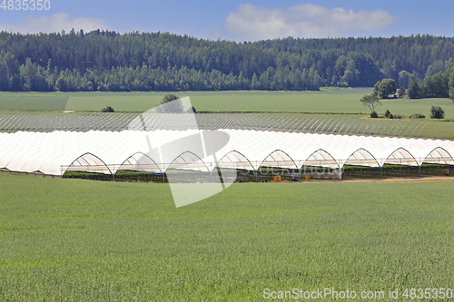 Image of Greenhouse or Tunnel for Growing Table-Top Strawberry
