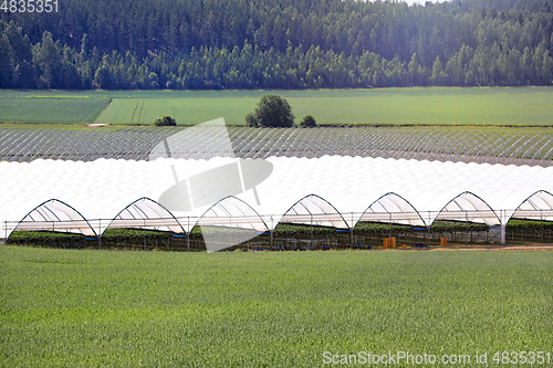 Image of Greenhouse or Tunnel for Growing Strawberry