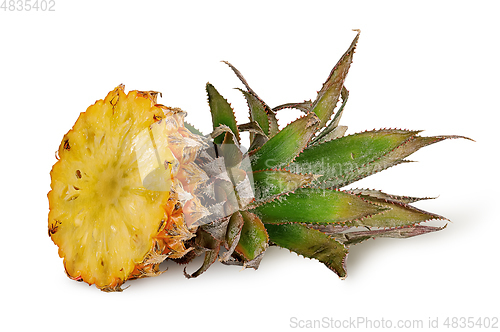 Image of Pineapple top with green leaves isolated on white