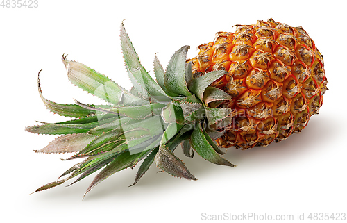 Image of Single pineapple lies rotated isolated on white