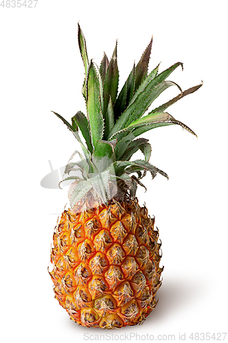 Image of Single pineapple stands isolated on a white