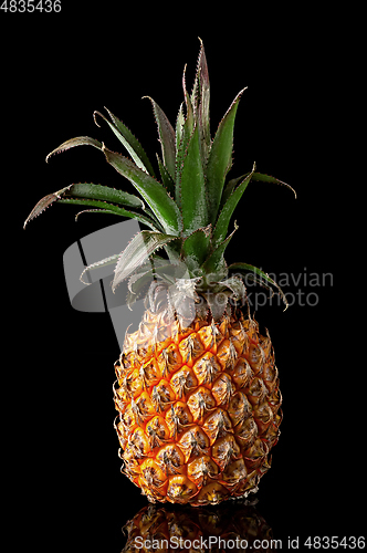 Image of Single whole pineapple with reflection standing isolated on blac