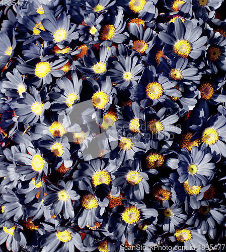 Image of Grey Daisy Flowers Background