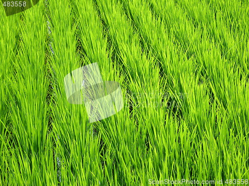 Image of Luscious green wheat field