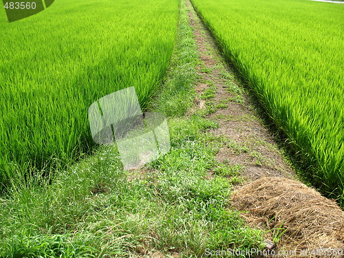 Image of Pathway in the middle of a field