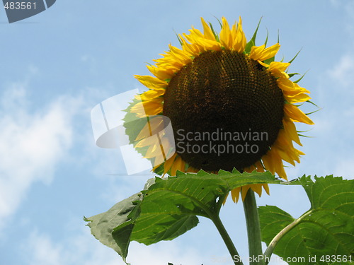 Image of Sunflower - Here's looking at you