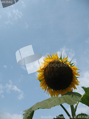 Image of Sunflower against blue sky