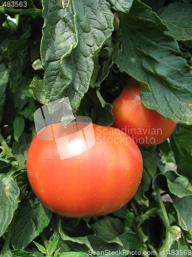 Image of Red tomatoes hanging on the plant