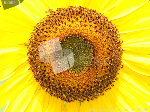 Image of Closeup Sunflower