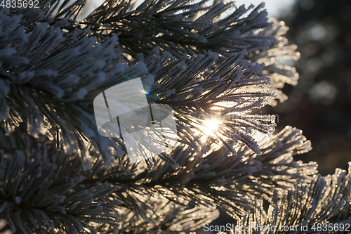 Image of Pines in the frost