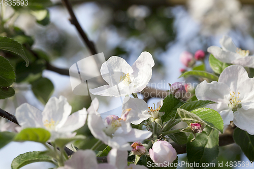 Image of White apple flowers in May