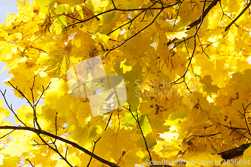 Image of yellowed maple trees in autumn