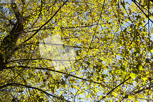 Image of yellowed maple trees in autumn