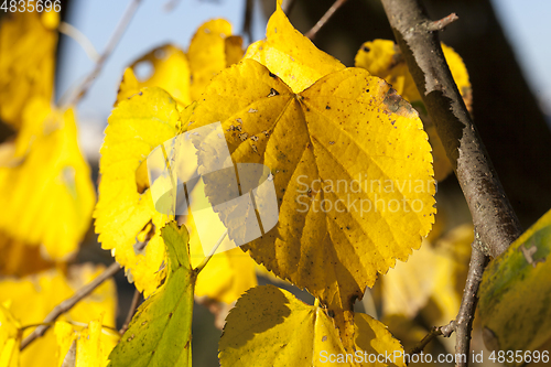 Image of yellowed foliage of a linden