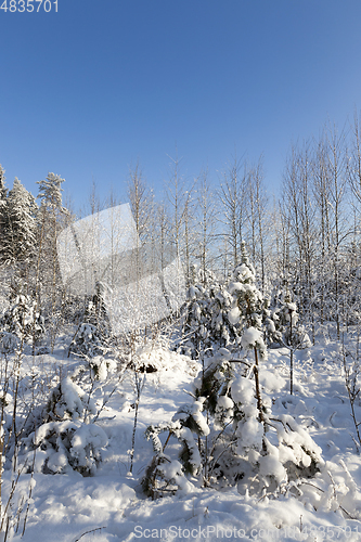 Image of Trees in winter