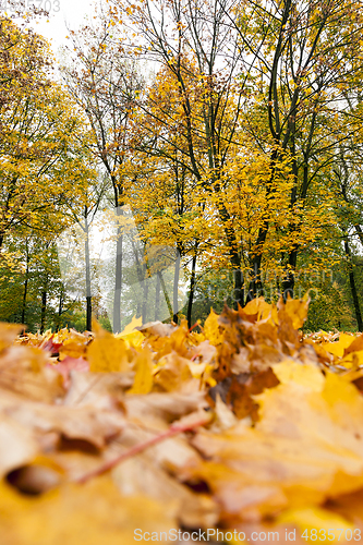 Image of yellowed maple trees in autumn