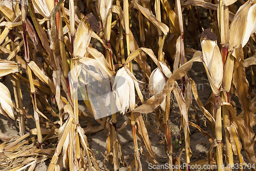 Image of Field corn, agriculture