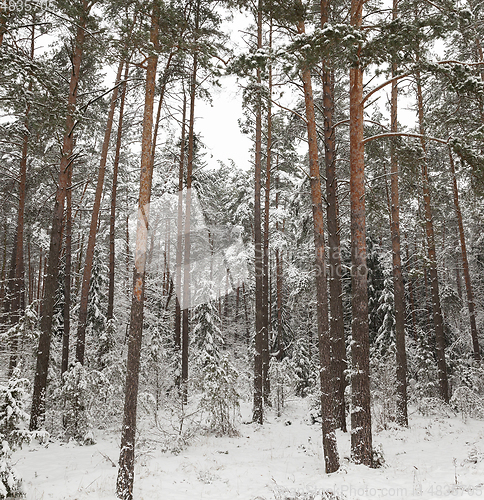 Image of Trees in the forest in winter
