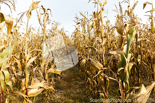 Image of Ripe yellow corn