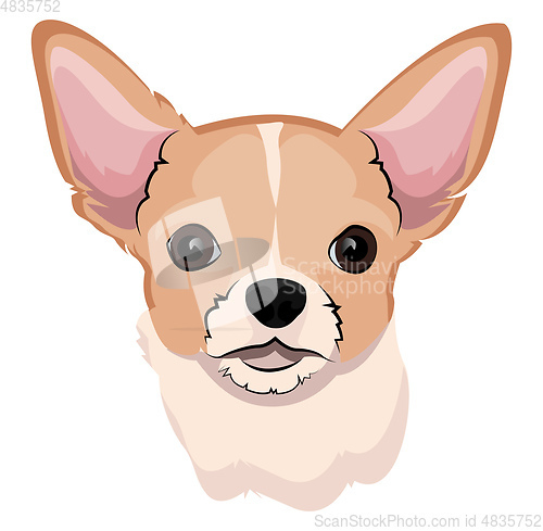 Image of Chihuahua illustration vector on white background