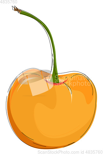 Image of A delicious yellow cherry vector or color illustration