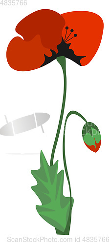 Image of A beautiful poppy flower vector or color illustration