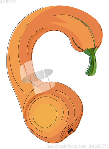 Image of Drawing of a crookneck squash vector or color illustration