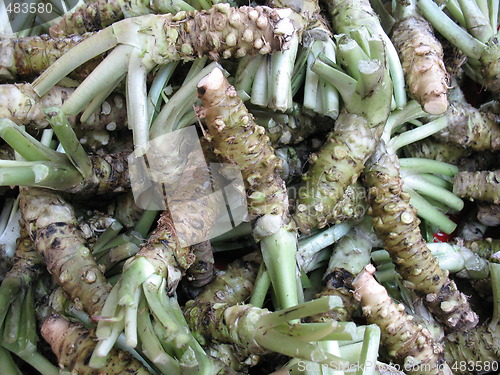Image of Wasabi root background