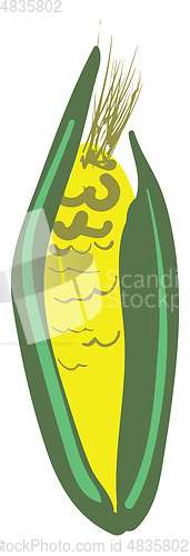 Image of Corn sketch vector or color illustration