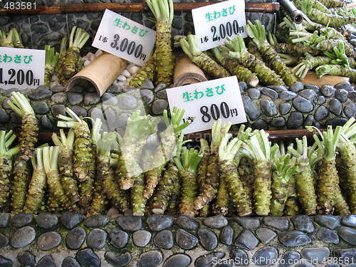 Image of Wasabi root for sale