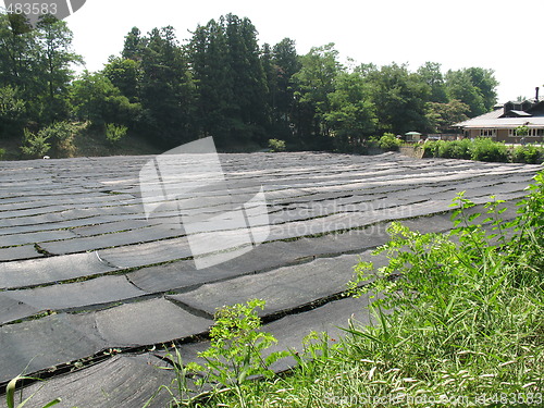 Image of Wasabi Farm in Japan