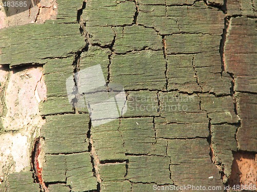 Image of birch bark 