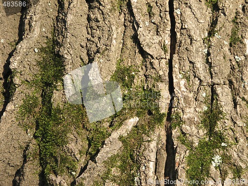 Image of mossy oak bark 